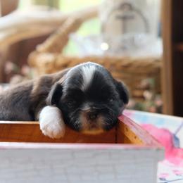 Denny - Red male Shih Tzu puppy in Hatfield, Pennsylvania from Chrysanthemum Creek