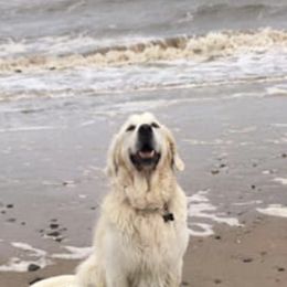 Golden Retriever All Grown Up from Night Sky Golden