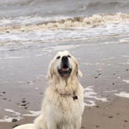 Golden Retriever All Grown Up from Night Sky Golden