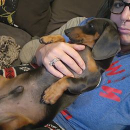Australian Shepherd and Dachshund All Grown Up from Santina Bourland