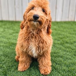 Rayne - Red  female Goldendoodle puppy in Boise, Idaho from Goldendoodle Baby