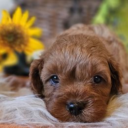 Chestnut - Red male Cavapoo puppy in Marshfield, Missouri from Puppyloversplace