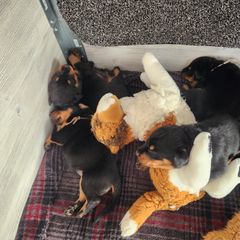 Beauceron Puppies from Shepherd's Heart Beaucerons