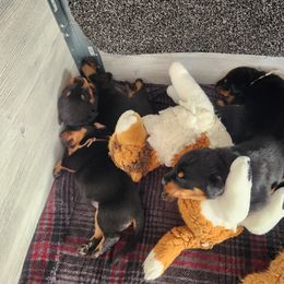 Beauceron Puppies from Shepherd's Heart Beaucerons