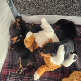 Beauceron Puppies from Shepherd's Heart Beaucerons