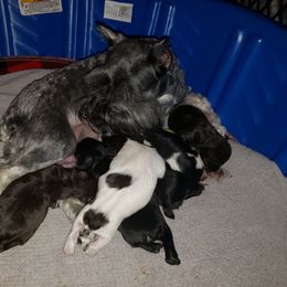 Miniature Schnauzer Puppies from Dees Schnauzers