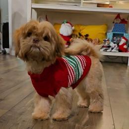 Shih Tzu Puppies from Oregon Shih Tzu