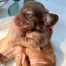 Chocolate Tan  Male2 - Chocolate and tan male Dachshund puppy in Nampa, Idaho from Long_and_Low_Dachshunds