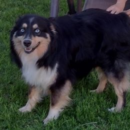 Mickey - Australian Shepherd