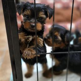 Tiny's Boy 3 - Black and tan male Yorkshire Terrier puppy in Aiken, South Carolina from Sio's Yorkies