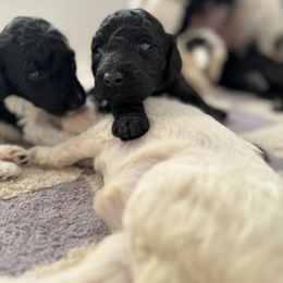 Goldendoodle Puppies from Summer Sun Doodles