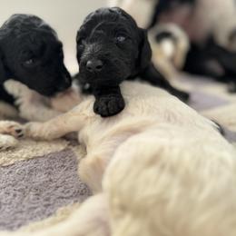 Goldendoodle Puppies from Summer Sun Doodles