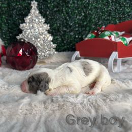 Grey boy - Merle male Bernedoodle puppy in Modesto, California from Two Doods Doodles