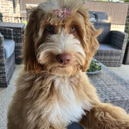 Livlander Lotti - Gold female Australian Cobberdog puppy in Castle Rock, Colorado from Livlander Australian Cobberdogs