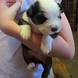 Tess - Black tri-color female Australian Shepherd puppy in Leonard, Texas from Tin Roof Aussies
