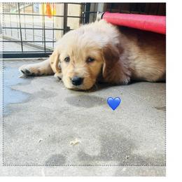 Mr. Blue - Golden male Golden Retriever puppy in Carmichael, California from Sadie Lane Family Goldens