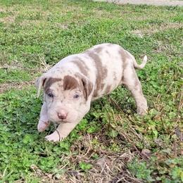 Female 4 - Red merle female Catahoula Leopard Dog puppy in Gadsden, Alabama from Rich Cat’s