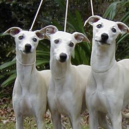 Whippets from Broadstrider Whippets