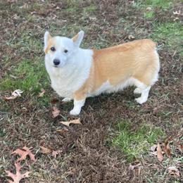 Emerald - White and red female Pembroke Welsh Corgi puppy in Adairsville, Georgia from R&R Corgis