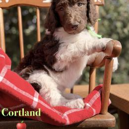 Cortland - Parti male Poodle puppy in Julian, California from Above the Pines Poodles