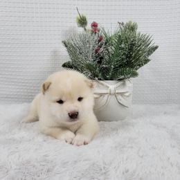 Boy 3 - Cream male Shiba Inu puppy in Sacramento, California from Shiba Inu of Matrix