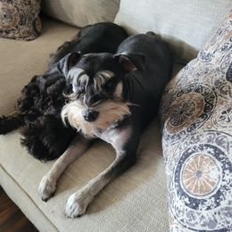 Lilly - Miniature Schnauzer
