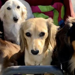 Dachshunds from Habl's VERO BEACH Dachshunds