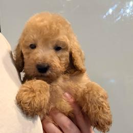 Rocky - Apricot male Goldendoodle puppy in Macclenny, Florida from Baker County Goldendoodles