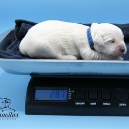 Golden Retriever Puppies from Gravitas Golden Retrievers