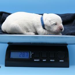 Golden Retriever Puppies from Gravitas Golden Retrievers