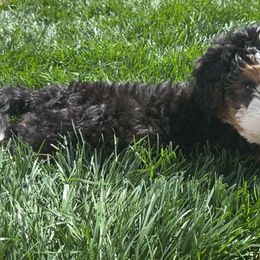 Bernedoodles from 864 Bernedoodles