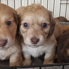 Dachshunds from Laclisha's Dachshunds