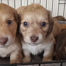 Dachshunds from Laclisha's Dachshunds