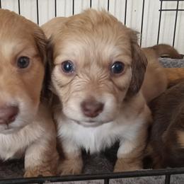 Dachshunds from Laclisha's Dachshunds