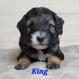 King (Blue Collar) - Sable male Goldendoodle puppy in Scurry, Texas from 07 Seven Oaks Goldens and Doodles