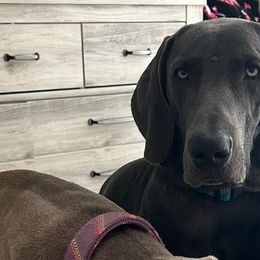 Weimaraners from Deltona Oasis