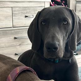 Weimaraners from Deltona Oasis