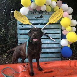 Labrador Retriever All Grown Up from Trouvae Labradors
