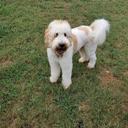 Bernedoodle, Goldendoodle, and Poodle Puppies from Southern Enchanted Doodles