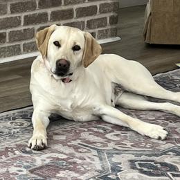 Zoey - Labrador Retriever