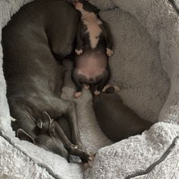 Girl 2 - Blue Italian Greyhound puppy in Phoenix, Arizona from Jen's Iggies