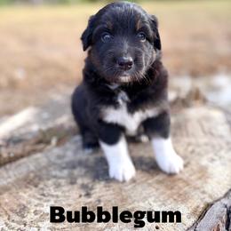 Bubblegum - Black tri-color female Australian Shepherd puppy in Jena, Louisiana from Diamond 5 Aussies