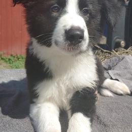 Border Collie Puppies from Pam's Border Collies