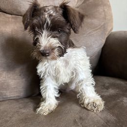 Callie - Parti female Miniature Schnauzer puppy in The Rock, Georgia from Southern Paw Schnauzers