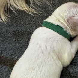 Mr Green - Light golden Golden Retriever puppy in Denton, Texas from Farley Goldens