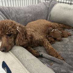 Poodle Puppies from Segovia Pups