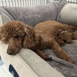 Poodle Puppies from Segovia Pups