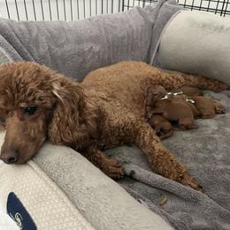 Poodle Puppies from Segovia Pups