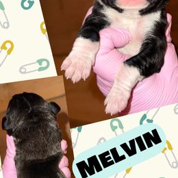 Melvin - Black male Great Dane puppy in Bolivar, New York from Prophecy Danes