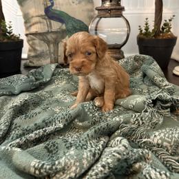 Cockapoo and Goldendoodle Puppies from Cackalacky Companions